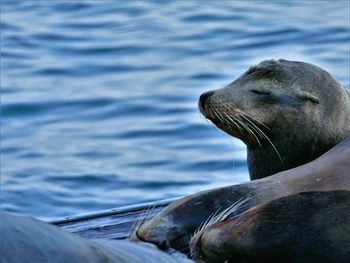 Sea lion