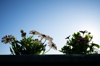 Low angle view of flowering plants against clear sky