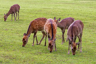 Deer in a field