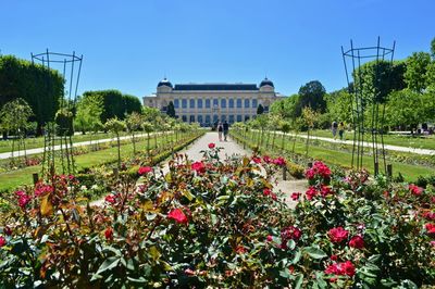 Flowering plants in front of building