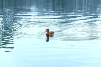 Bird swimming in lake