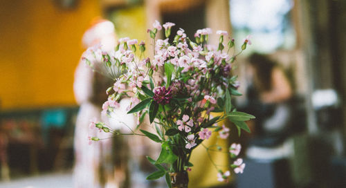 Close-up of white flowering plant