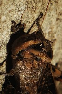 Close-up of insect