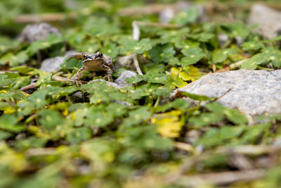 Close-up of ant on leaf