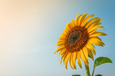 Close-up of sunflower against sky