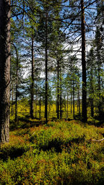 Scenic view of forest