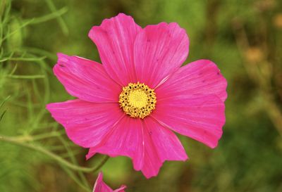 Close-up of pink cosmos flower