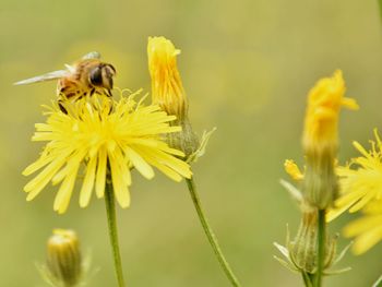 Close-up of bee on yellow flower
