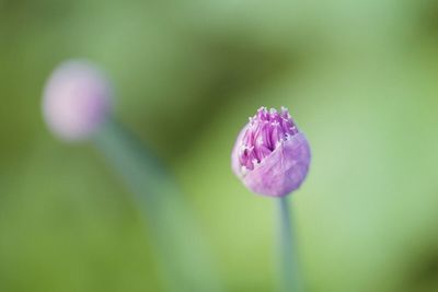 Close-up of pink flowers
