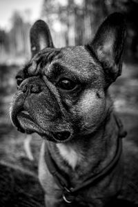 Close-up portrait of a dog