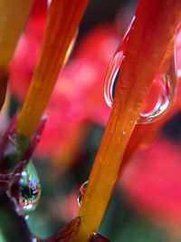 Close up of red flower