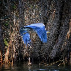 Bird flying over lake