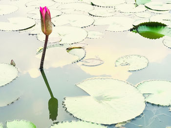 Close-up of lotus water lily in lake