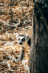 Close-up of an animal