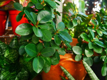 Close-up of red flowering plant