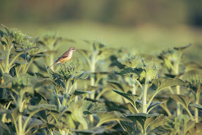 Close-up of bird perching on plant