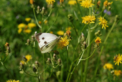 Close-up of butterfly pollinating on yellow flower