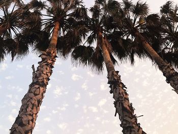 Low angle view of palm tree against sky