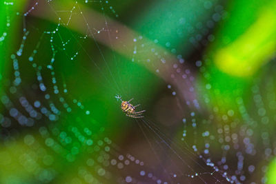 Close-up of spider on web