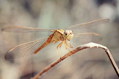Close-up of dragonfly on twig