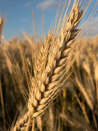 Close-up of wheat growing on field