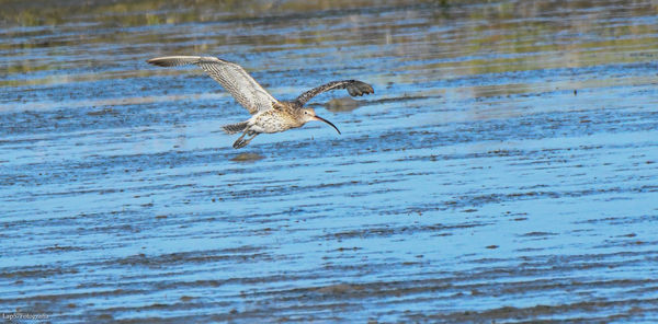 Side view of a bird flying over water