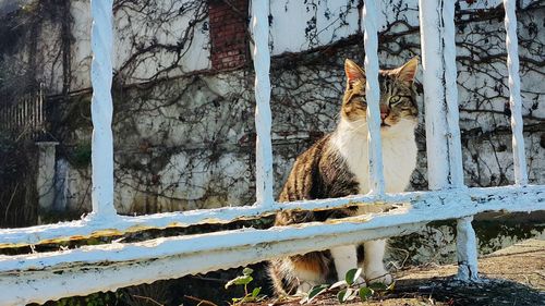 Cat in winter