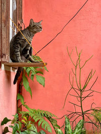 Portrait of cat looking away