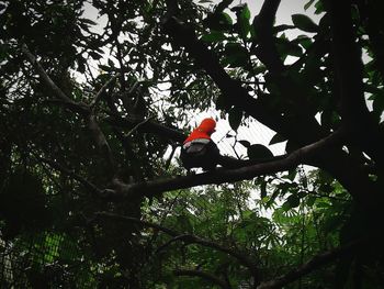 Low angle view of bird perching on tree