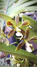 Close-up of flowers blooming outdoors