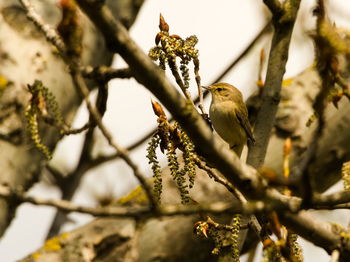 Close-up of bird perching on branch