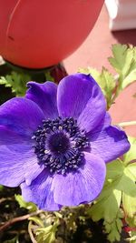 Close-up of purple flower