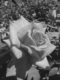 Close-up of rose blooming in garden