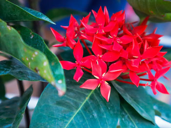 Close-up of red flowering plant