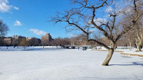 Bare tree on snow covered field against sky