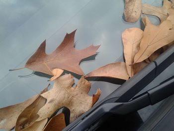 Close-up of maple leaf