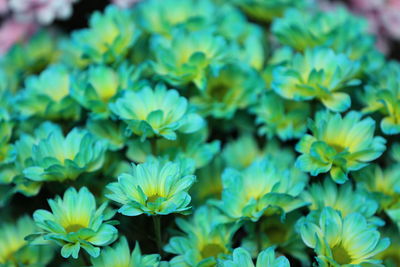 Close-up of flowering plants