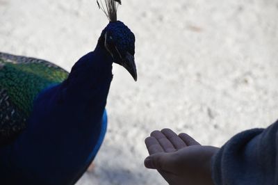 Close-up of hand feeding bird against sky