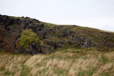 Scenic view of landscape against clear sky