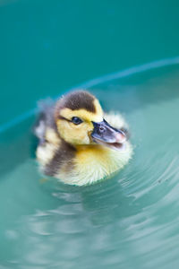 High angle view of duck swimming in water