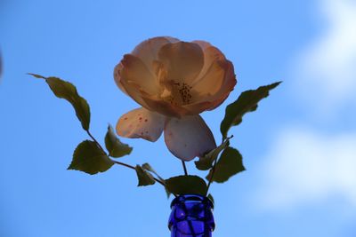 Low angle view of flowering plant against blue sky