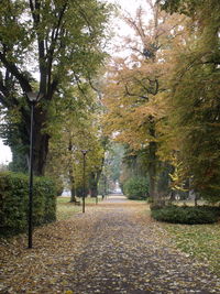 Beautiful nature scenery with autumn leaves