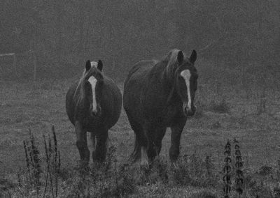 Giraffe standing on field against sky