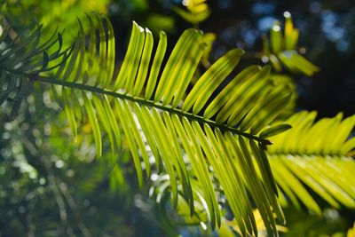 Close-up of palm tree leaves