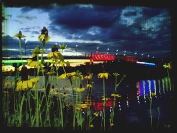 View of plants against cloudy sky