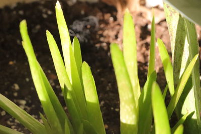 High angle view of plant growing on field