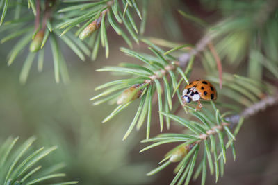 Close-up of ladybug on plant