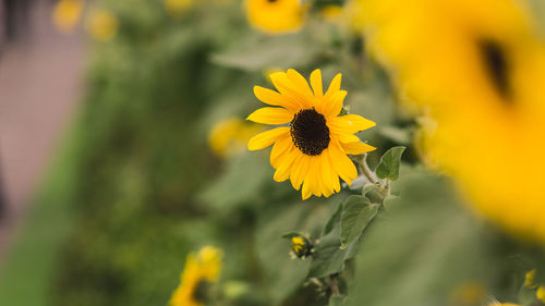 Close-up of yellow flowering plant