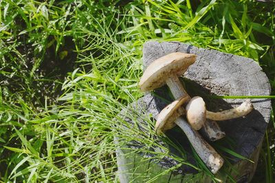 High angle view of mushrooms on field