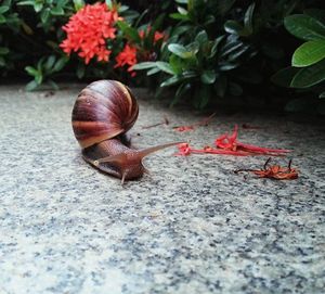 Close-up of snail on leaf